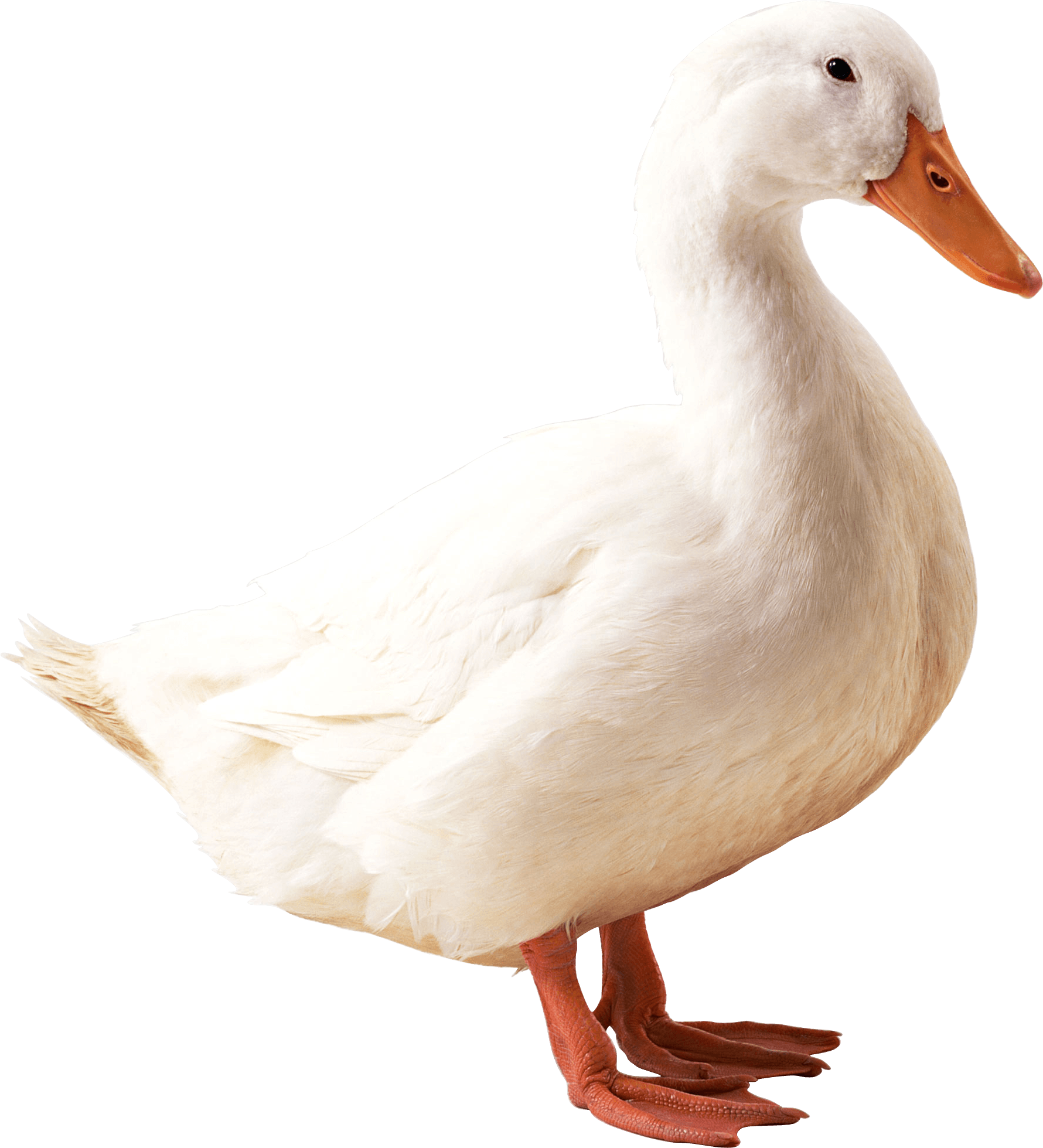 Dogs Parry Fat Eider Chair PNG