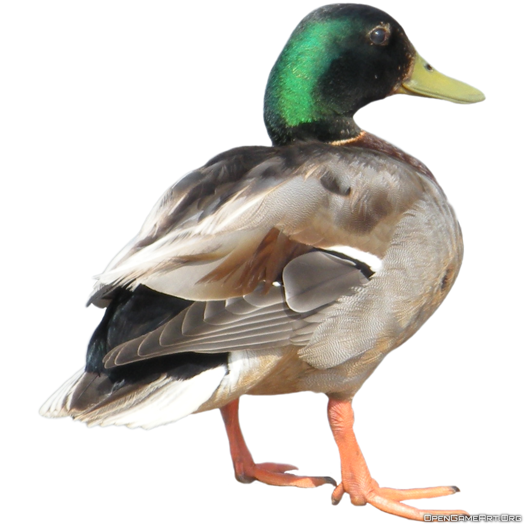 Dolphin Farm Canard Duckling Green PNG