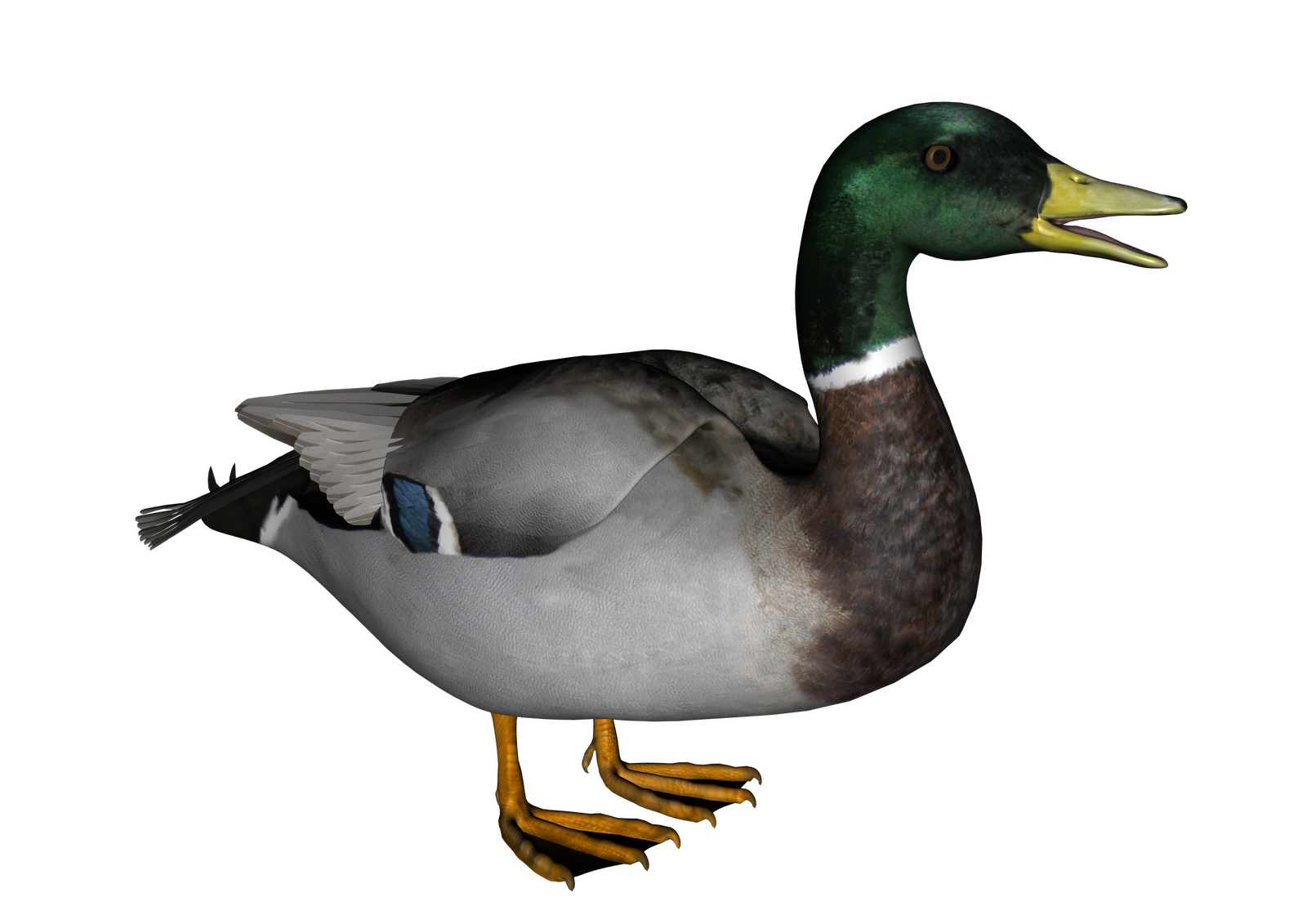 Canvasback Background Adorable Canard Eider PNG