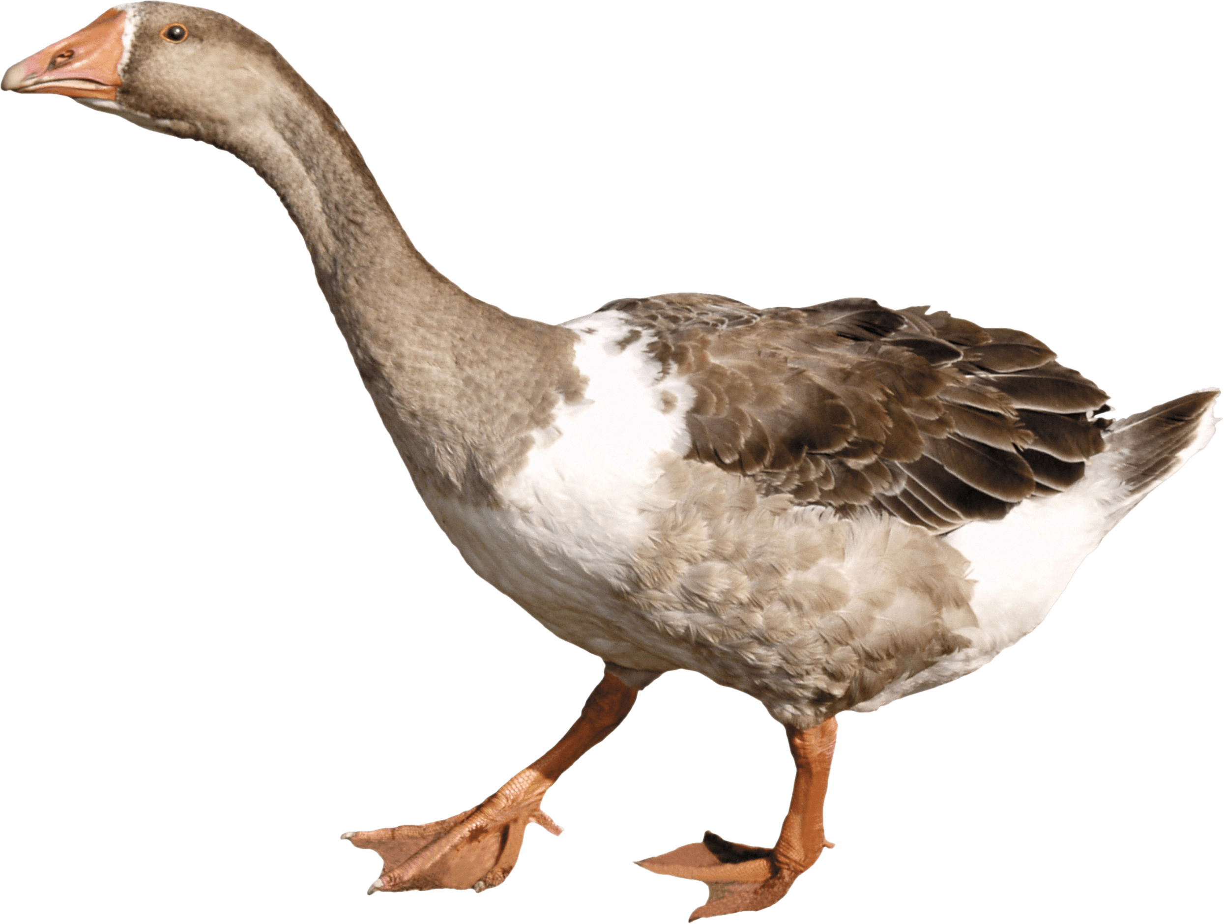 Waterfowl Elude Duck Dip Bugger PNG
