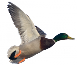 Circumvent Wild Awesome Eider Head PNG
