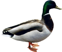 Wild Flora Duck Duke Elude PNG