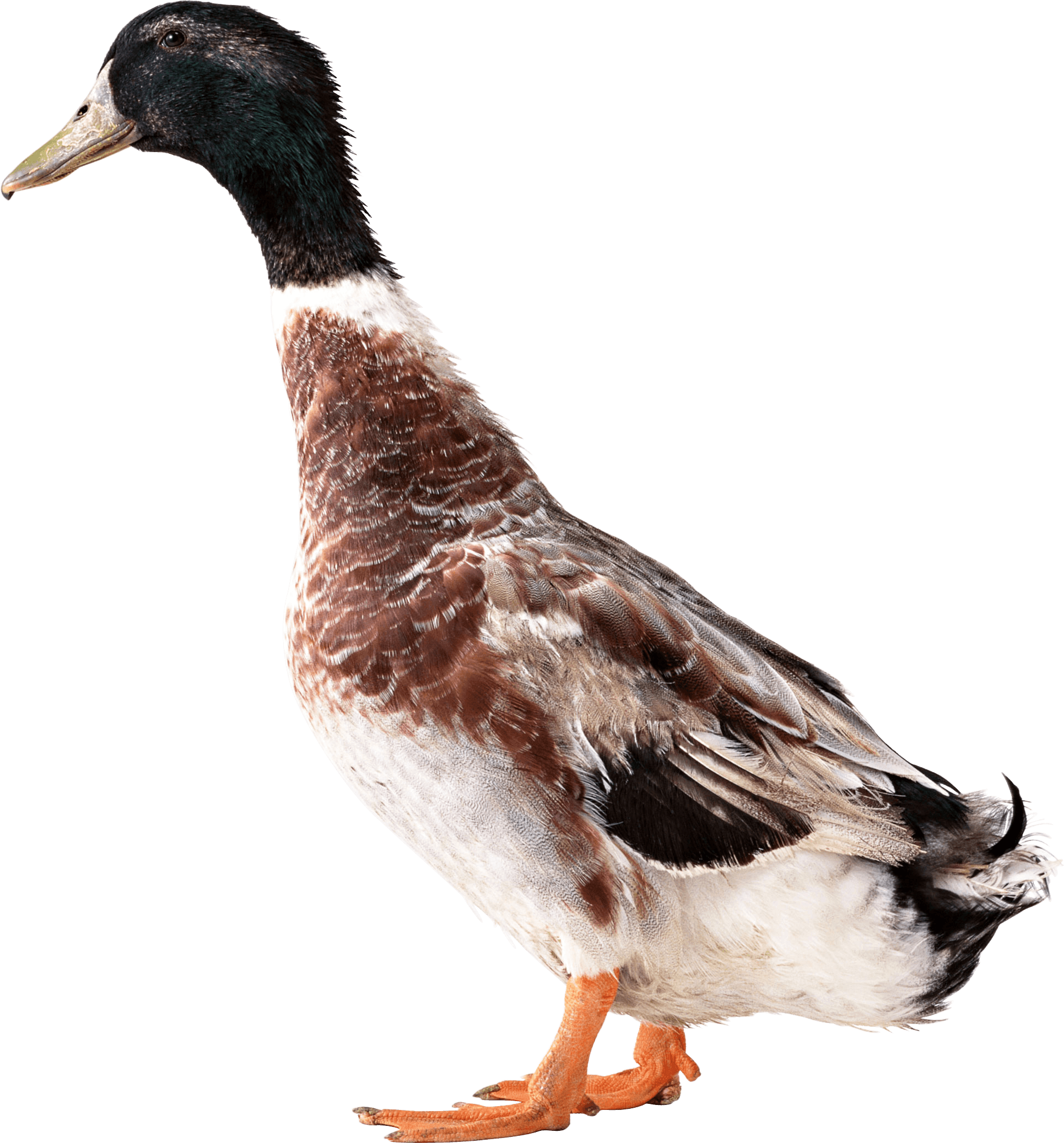 Family Sidestep Bird Duckling Bugger PNG