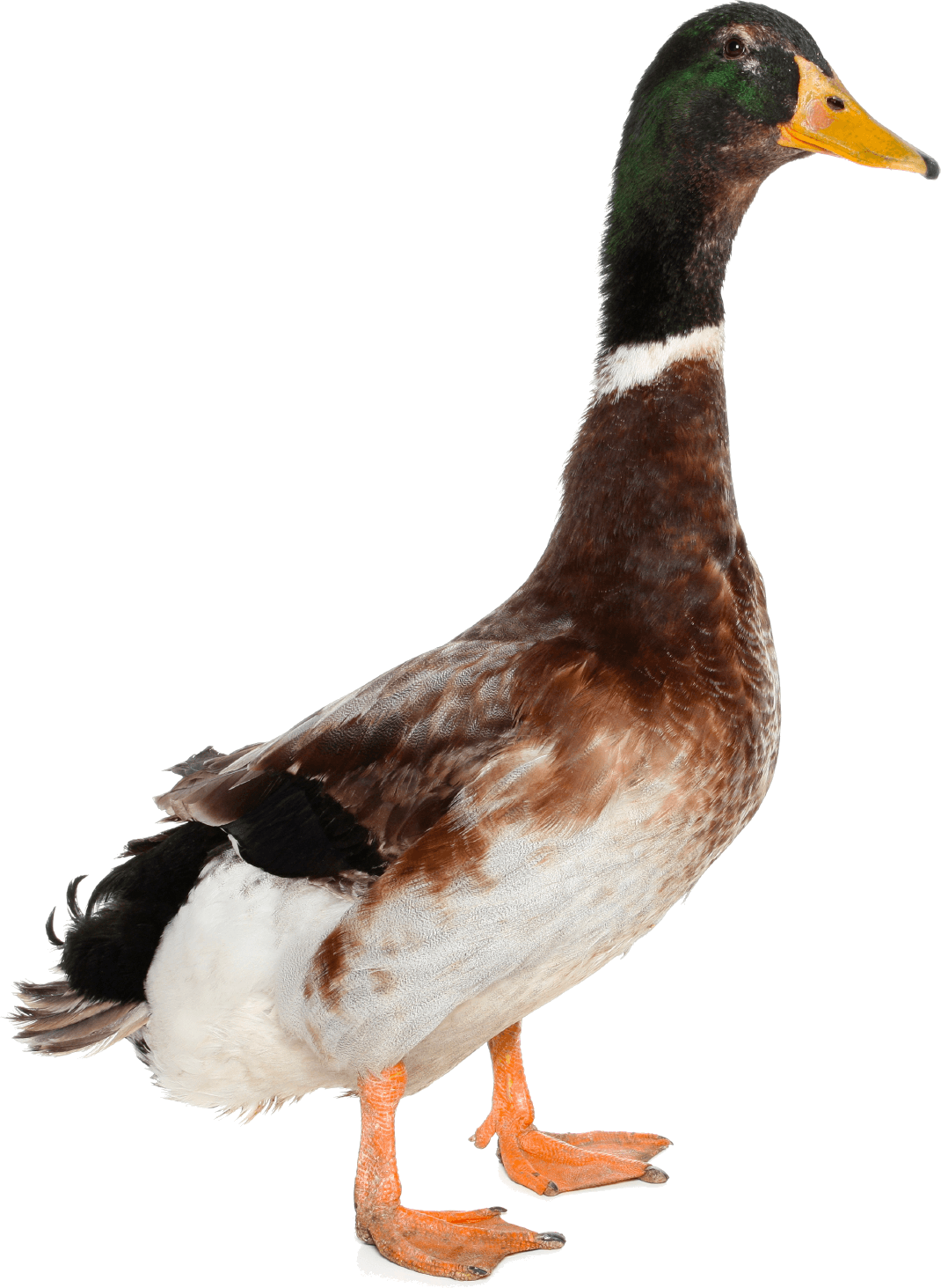 Eider Elude Dive Family Biology PNG