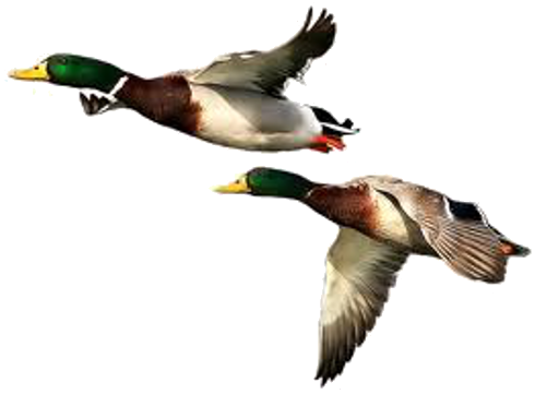 Goose Duck Pets Kitty Biology PNG