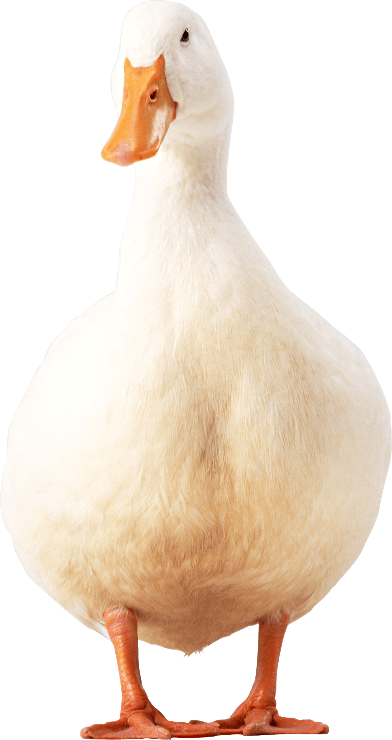 Duckling Love Down Skirt Tree PNG