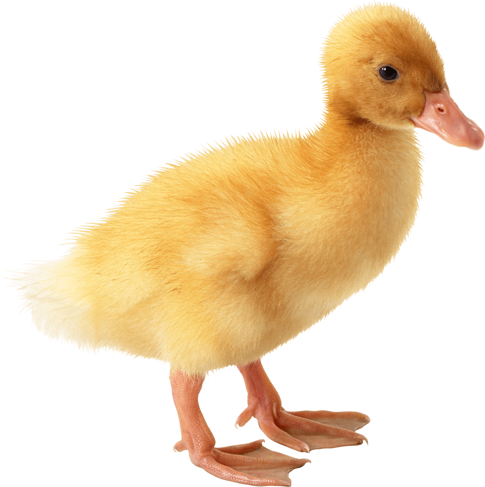 Kitten Duck Parry Chicken Chair PNG