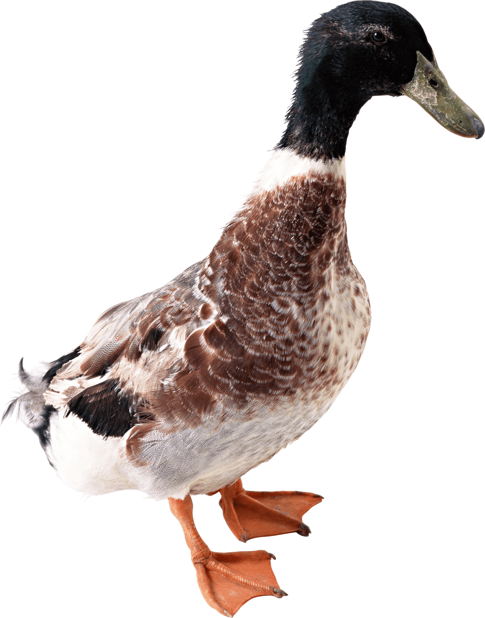 Goose Family Fudge Sidestep Chicken PNG