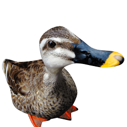 Awesome Dam Pet Canard Duck PNG