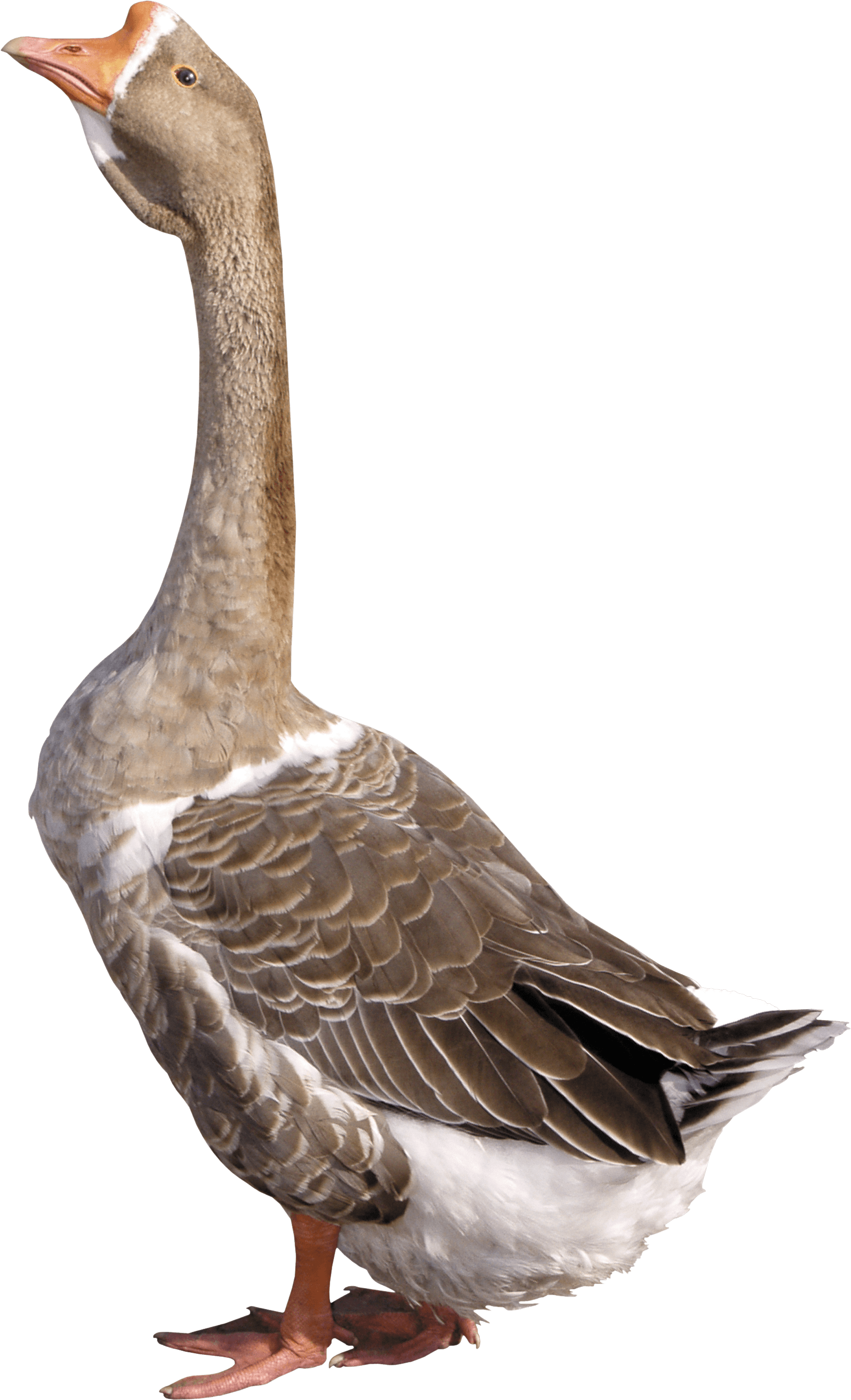 Lizard Goose Head Dodge Down PNG