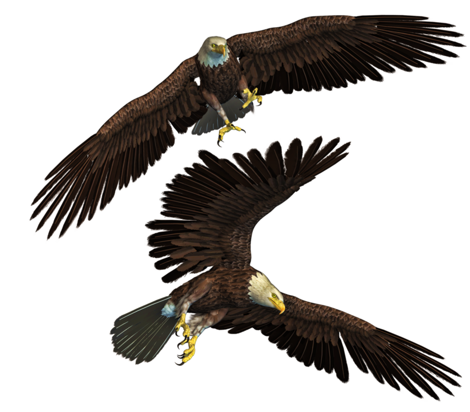 Eagle Farm Furry Rein Ecology PNG