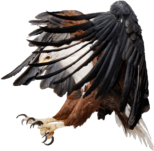 Birdie Eagle Biology Animals Buffalo PNG