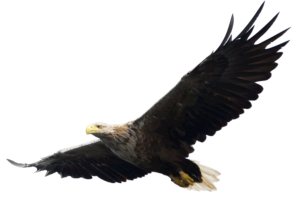 Raptor Animal Flakes Eaglet Eagle PNG