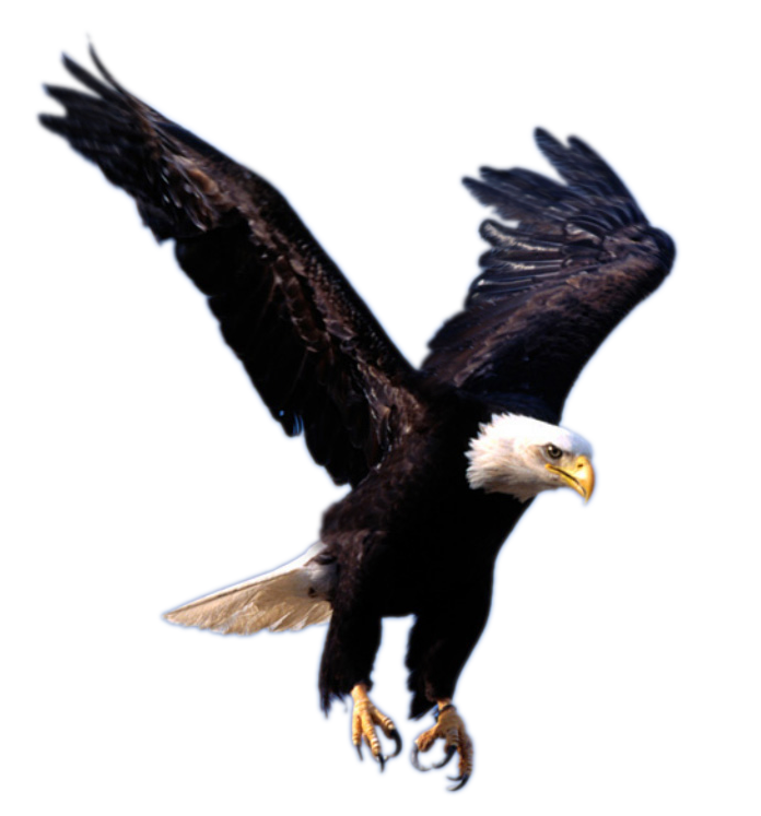 Adorable Eagle Love Flakes Green PNG