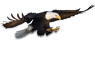Biology Falcon Bird River Raven PNG