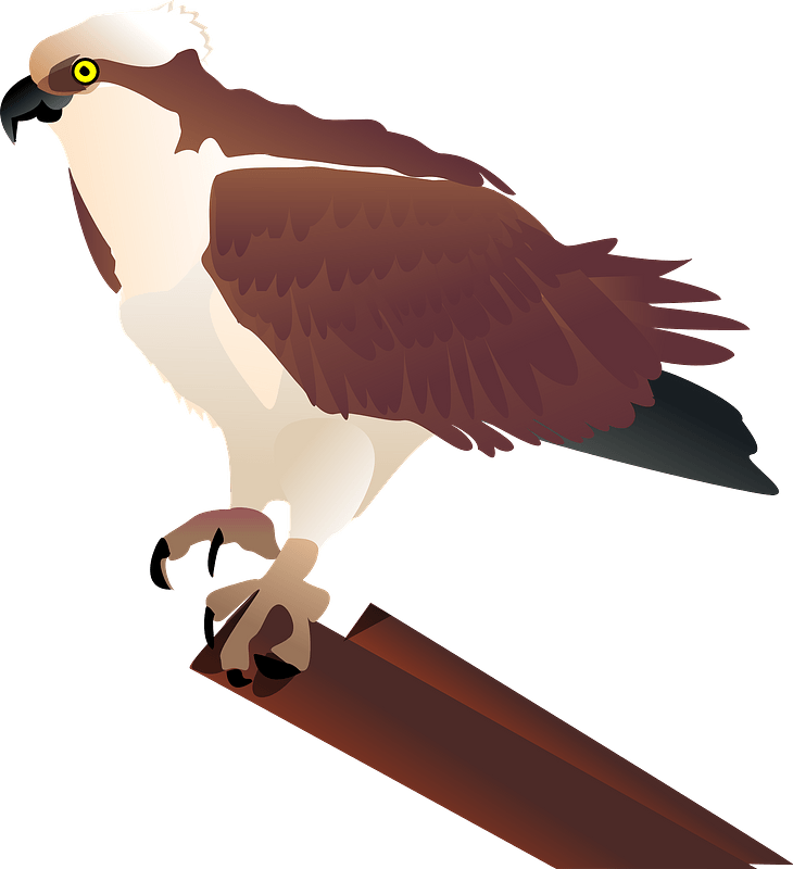 Animals Hawk Carving Nuthatch Osprey PNG