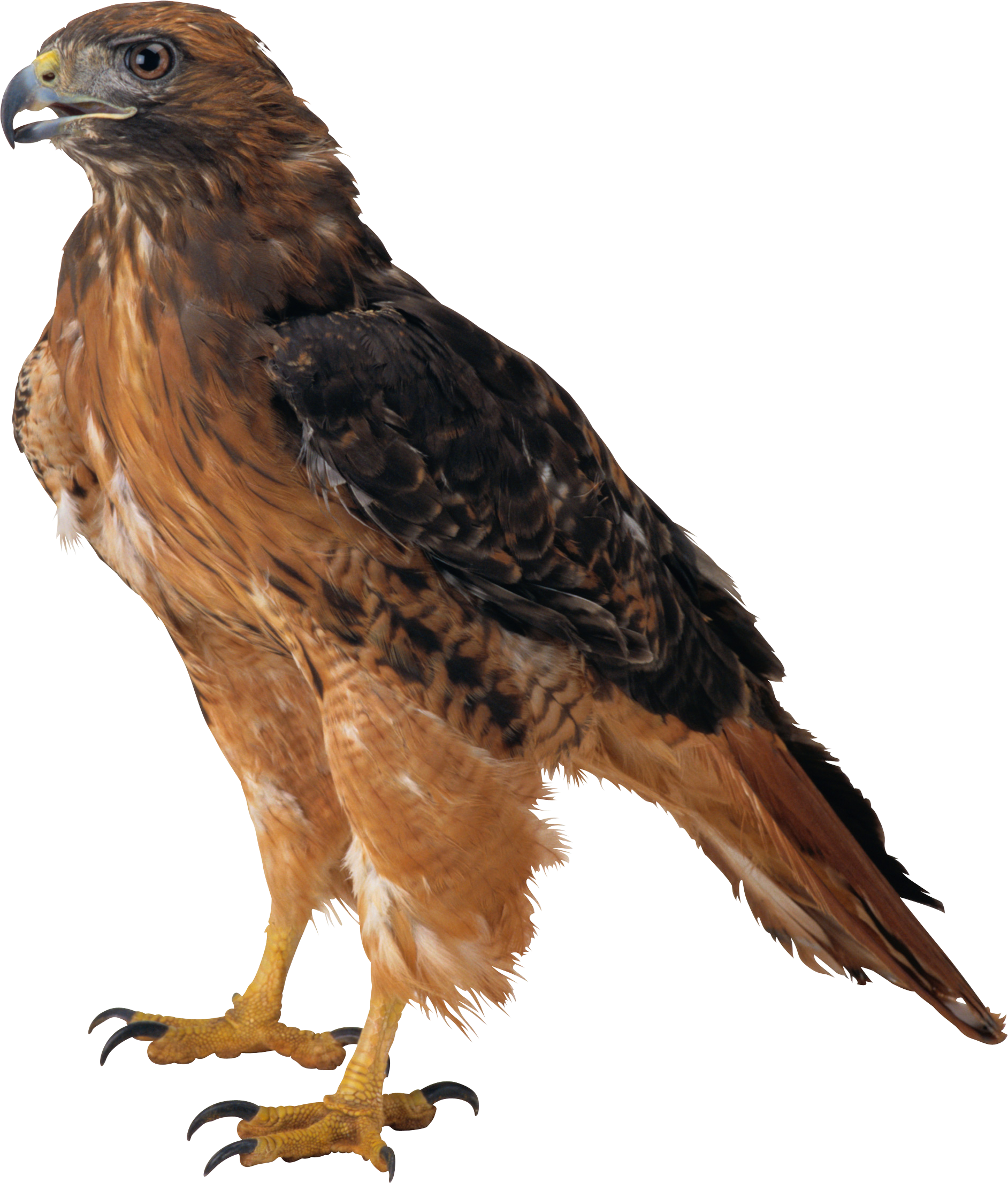 Flight Eaglet Woodpecker Eagle High PNG