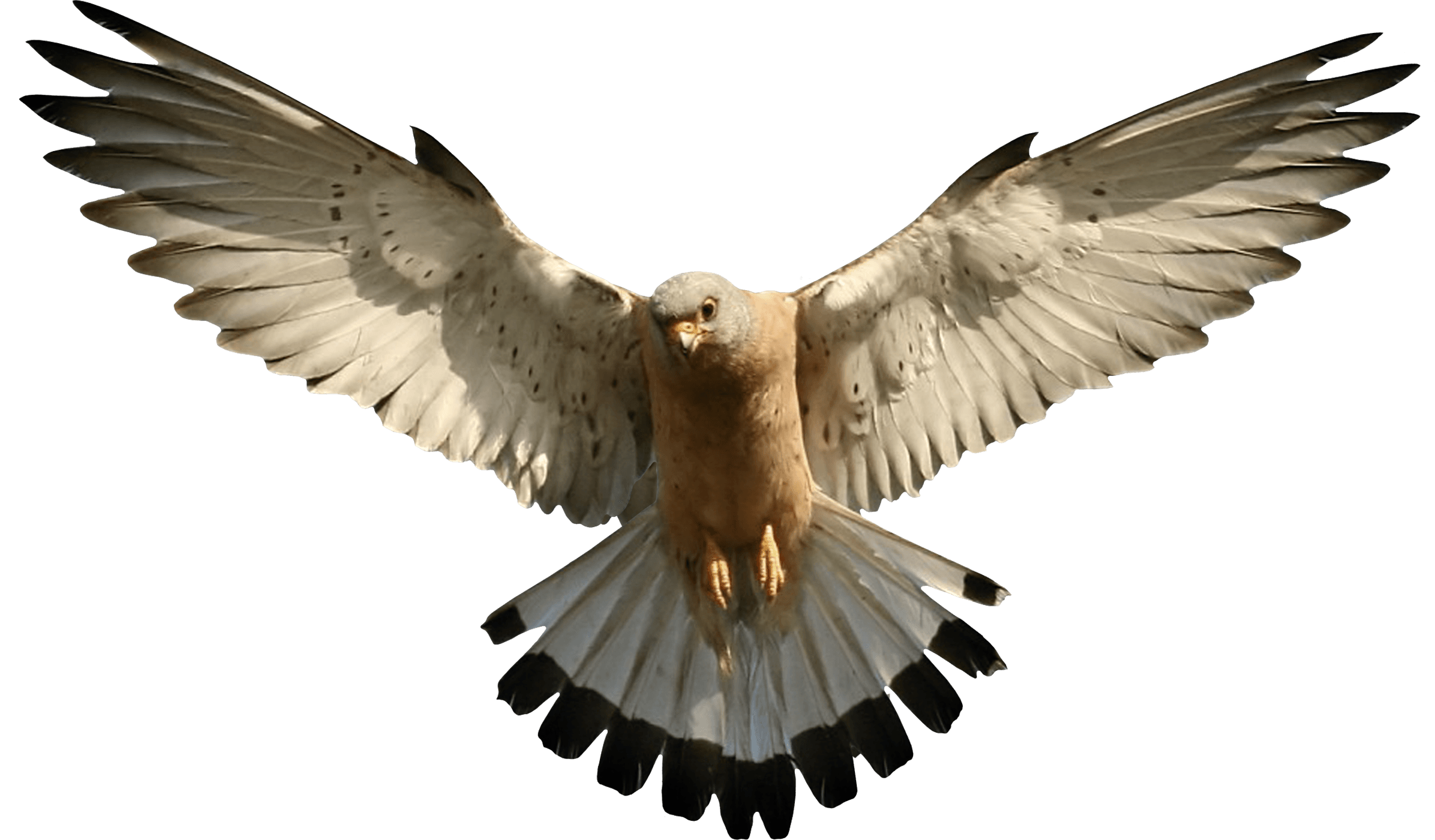 Cat Carving Pet Falcon Birdie PNG