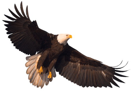 Biology Eagle Flight Birdie Peregrine PNG