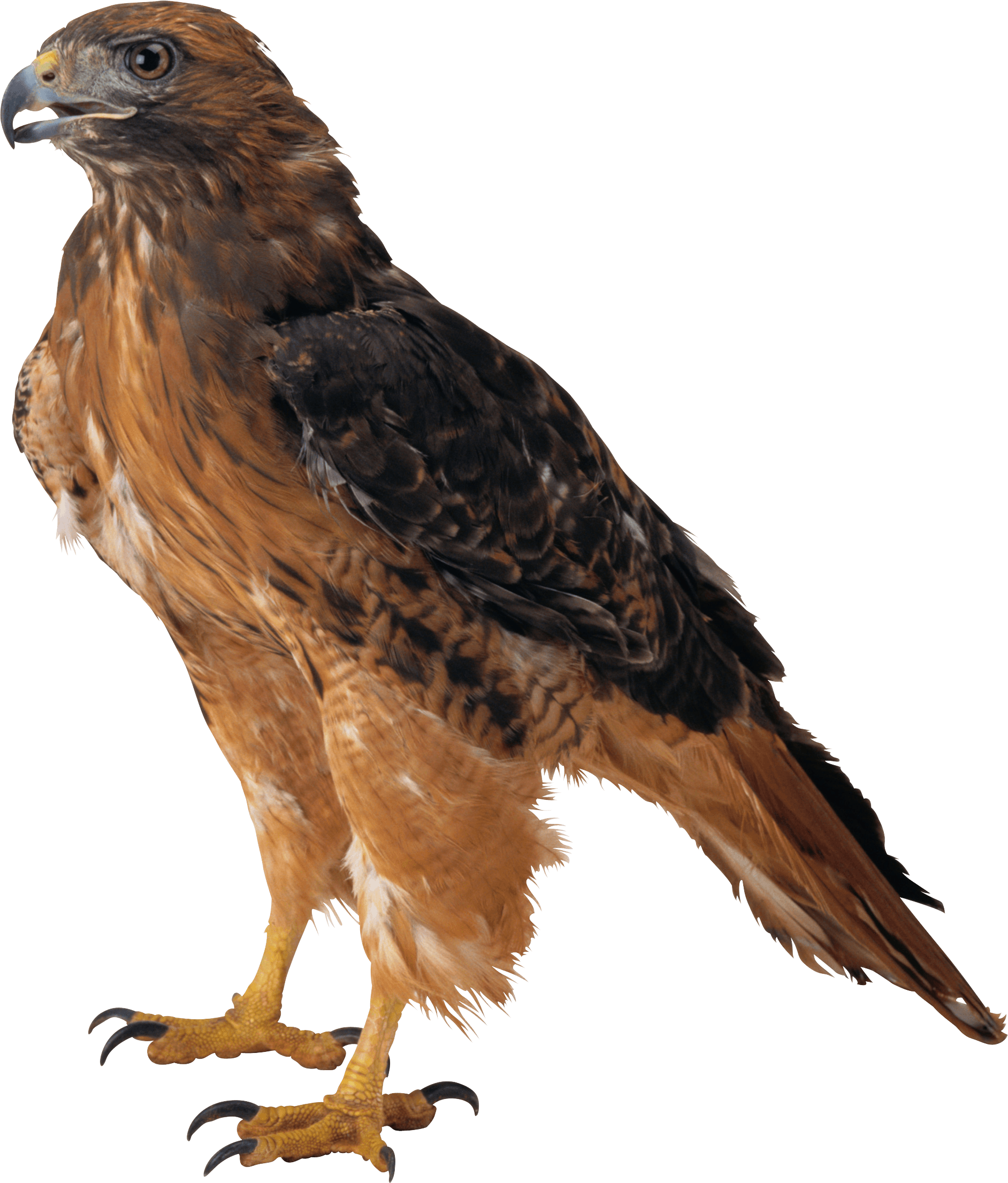 Eaglet Owl Buffalo Eagle Flora PNG