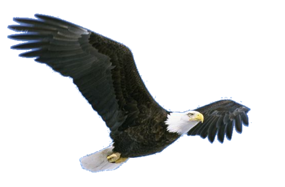 Eagle Furry Flying Osprey Rare PNG