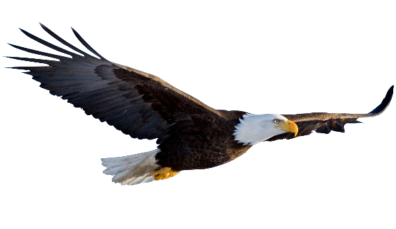 Background Birdie Eagle Sculpture Flying PNG