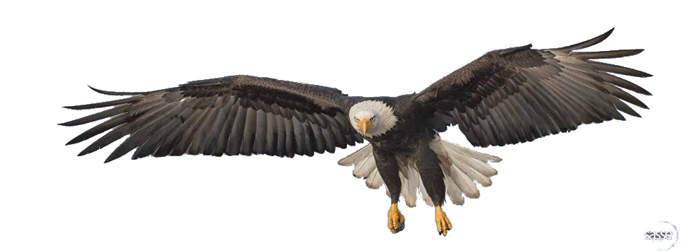 Buffalo Flakes Eagle Flying PNG