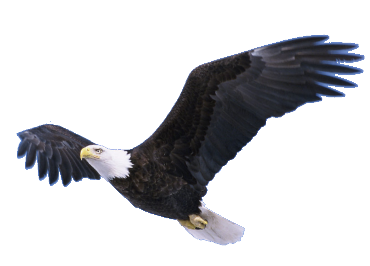 Flying Eagle Biology Cats Bird PNG