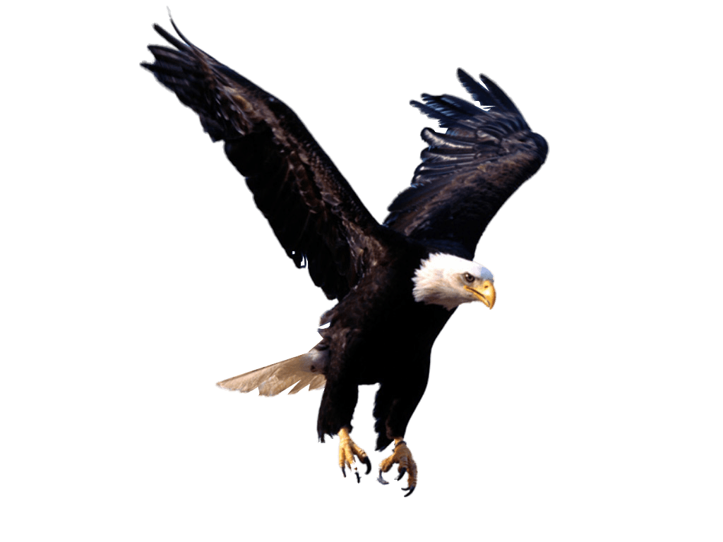 Birdie Stick Pars Raven Osprey PNG