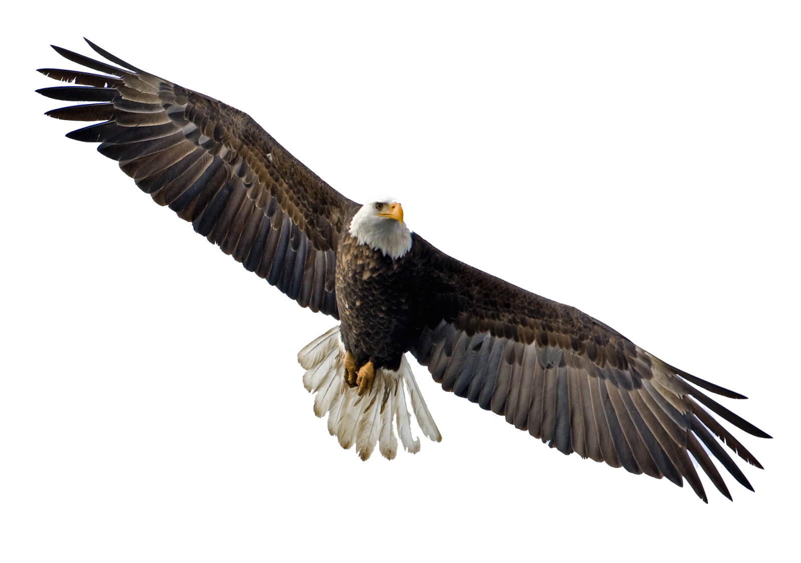 Life Pet Soaring Eagle Ecology PNG