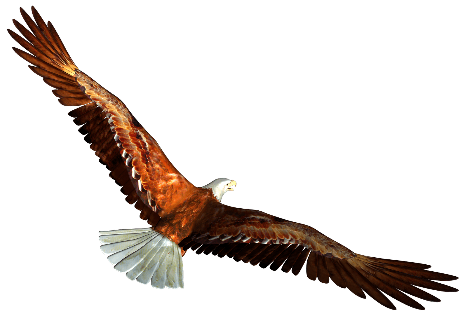 Buffalo Animal Eagle Birdie Hawk PNG