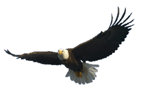 Carving Ecology Raven Pets Flight PNG