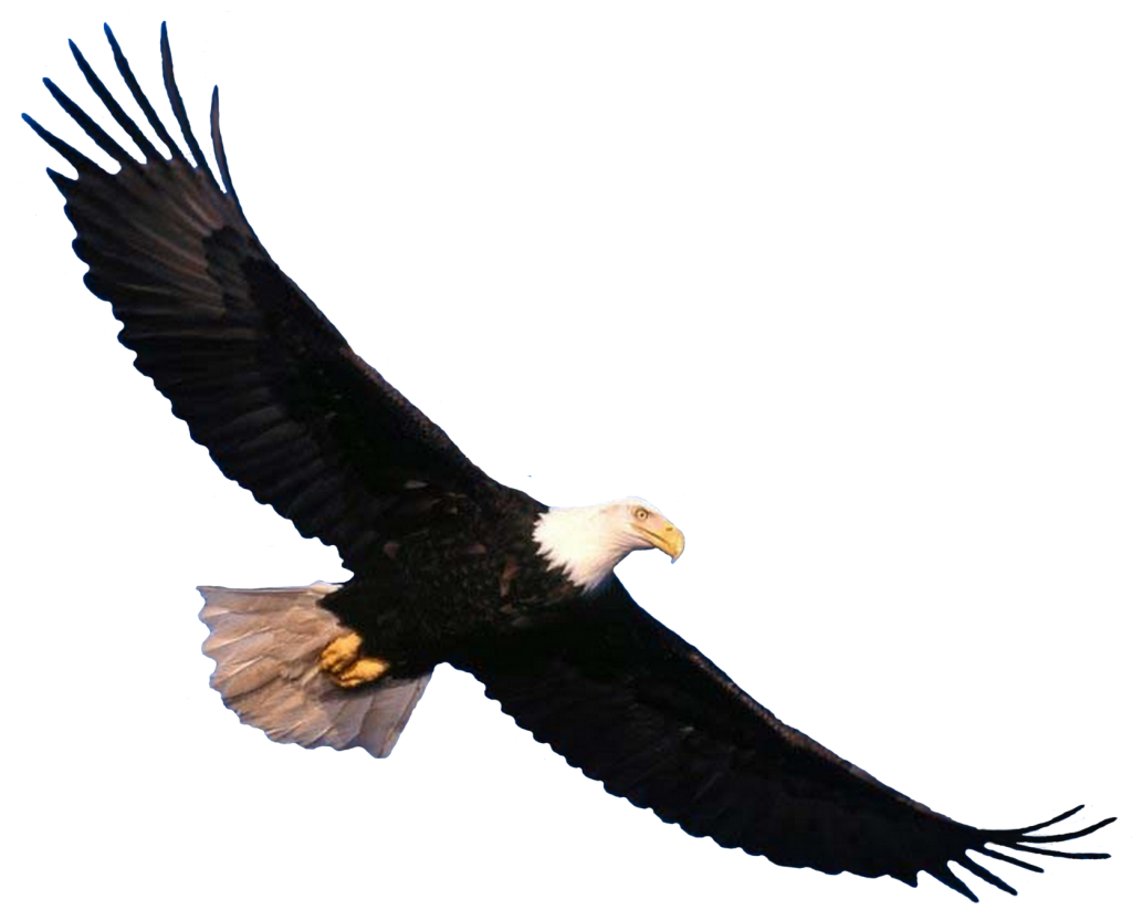 Pet Eagle Ecology Adorable Raptor PNG