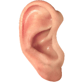 Auricle Moment Information Abbreviation Head PNG