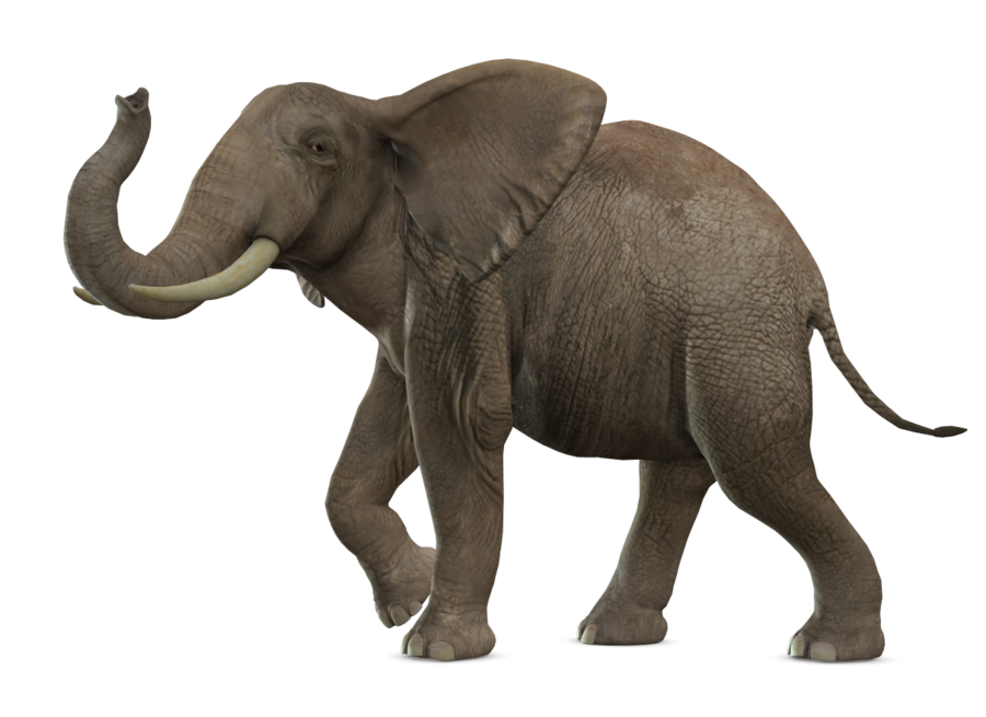 Pachyderm Reptile Family Antelope Animal PNG