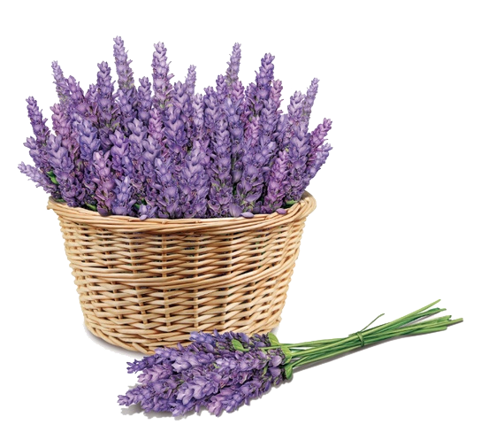 Confronting Lavender Violet Plant Mask PNG