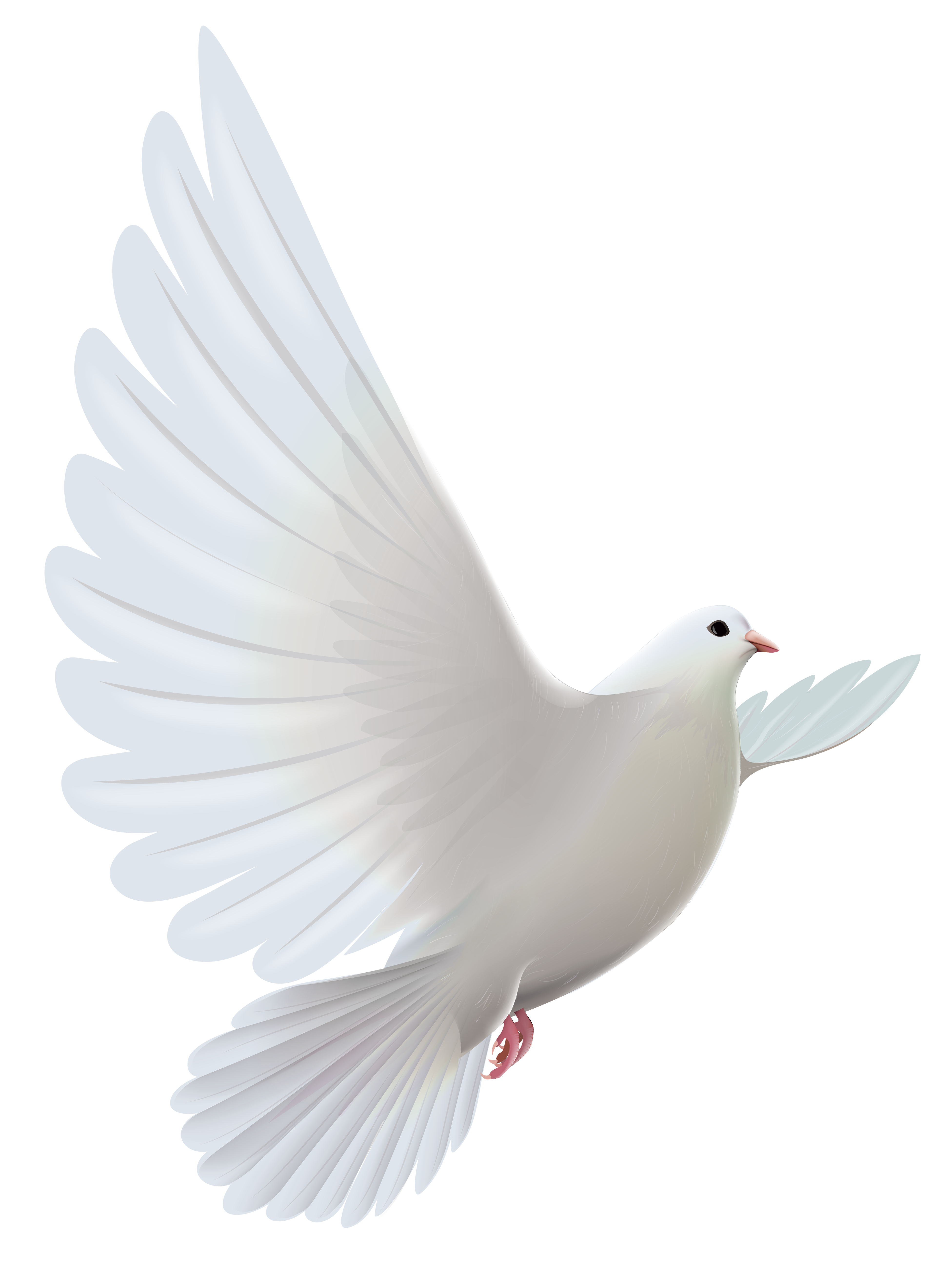 Email Pigeons Prayer White Beak PNG