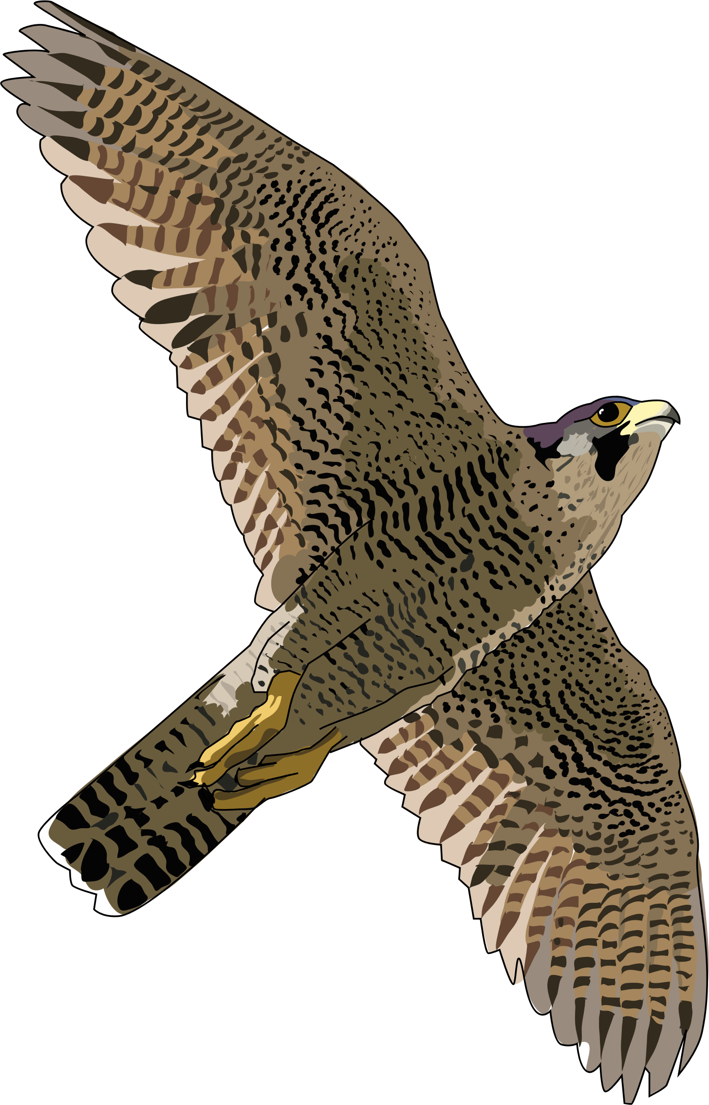 Peregrine Gyrfalcon Owl Snakes Falcon PNG