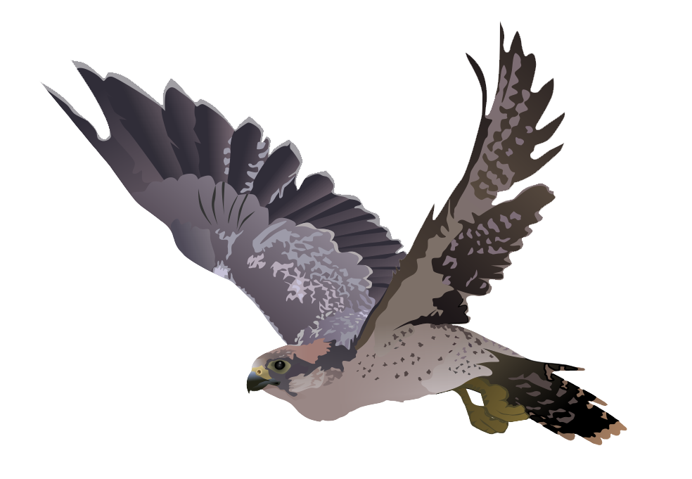 Cartoon Farm Falcon Fauna Animal PNG