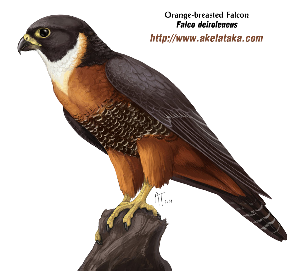 Pilgrim Flakes Falcon Cute Farm PNG