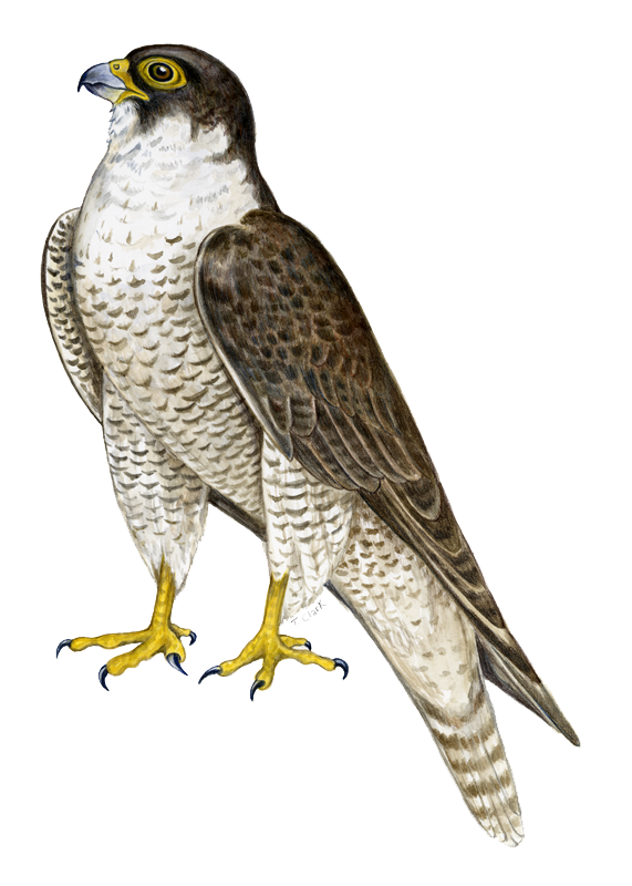 Peregrine Snakes Gyrfalcon Falcon Nighthawk PNG