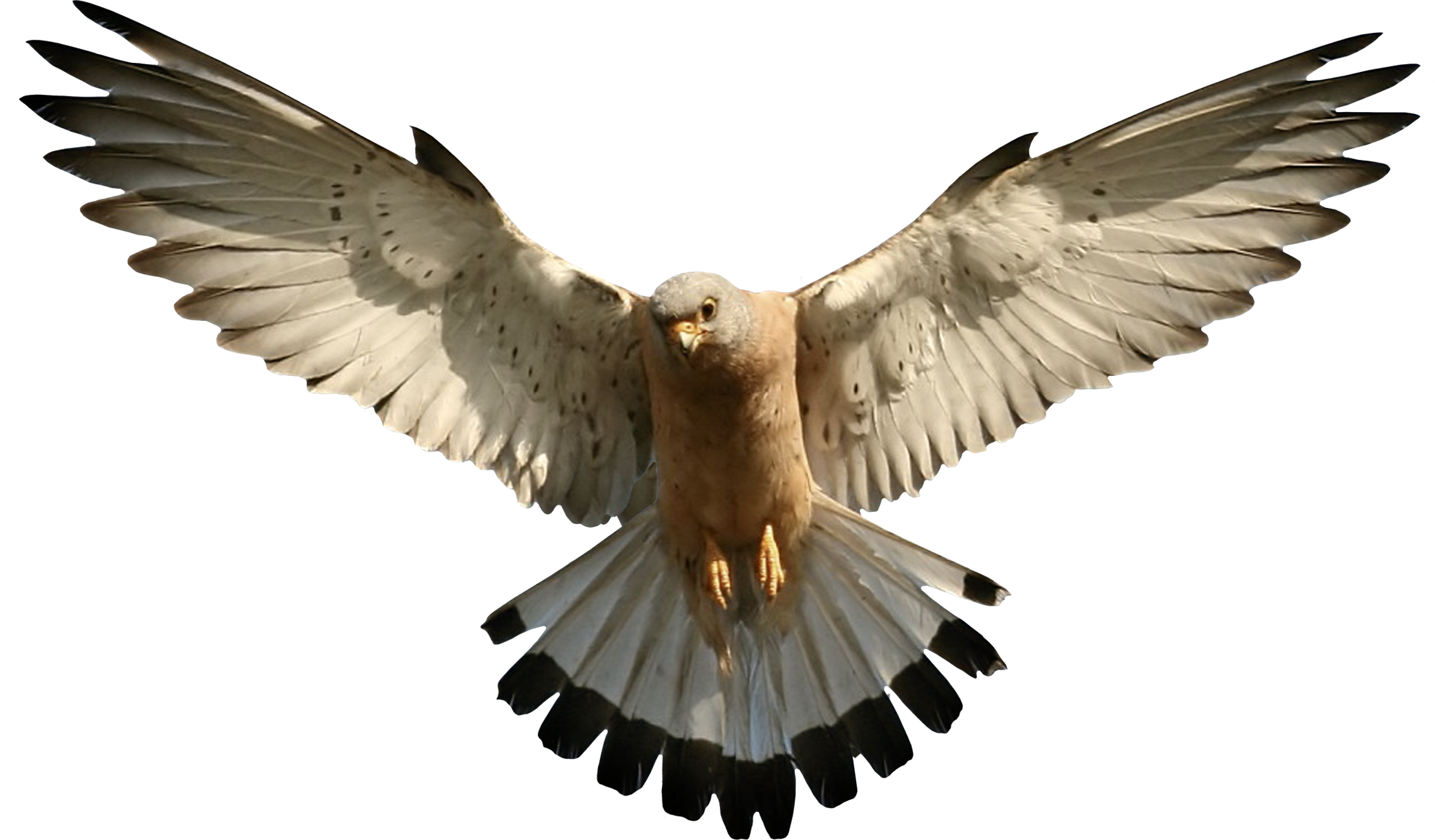 Goshawk Kitty Hawks Life Gyrfalcon PNG