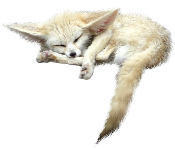 Pets Confuse Wolf Cute Smartphone PNG