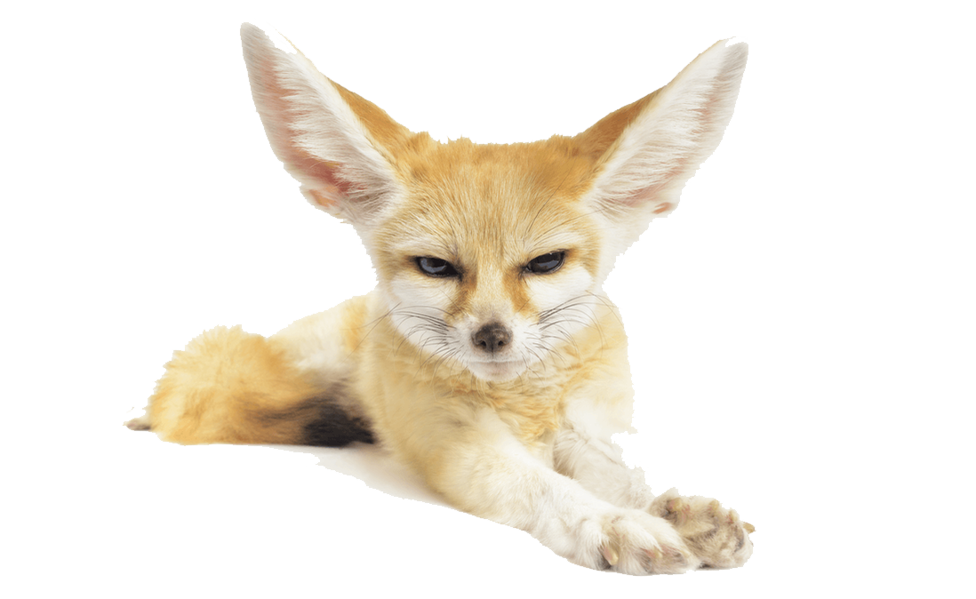 Fauna Kittens Fox Firmware Fennec PNG