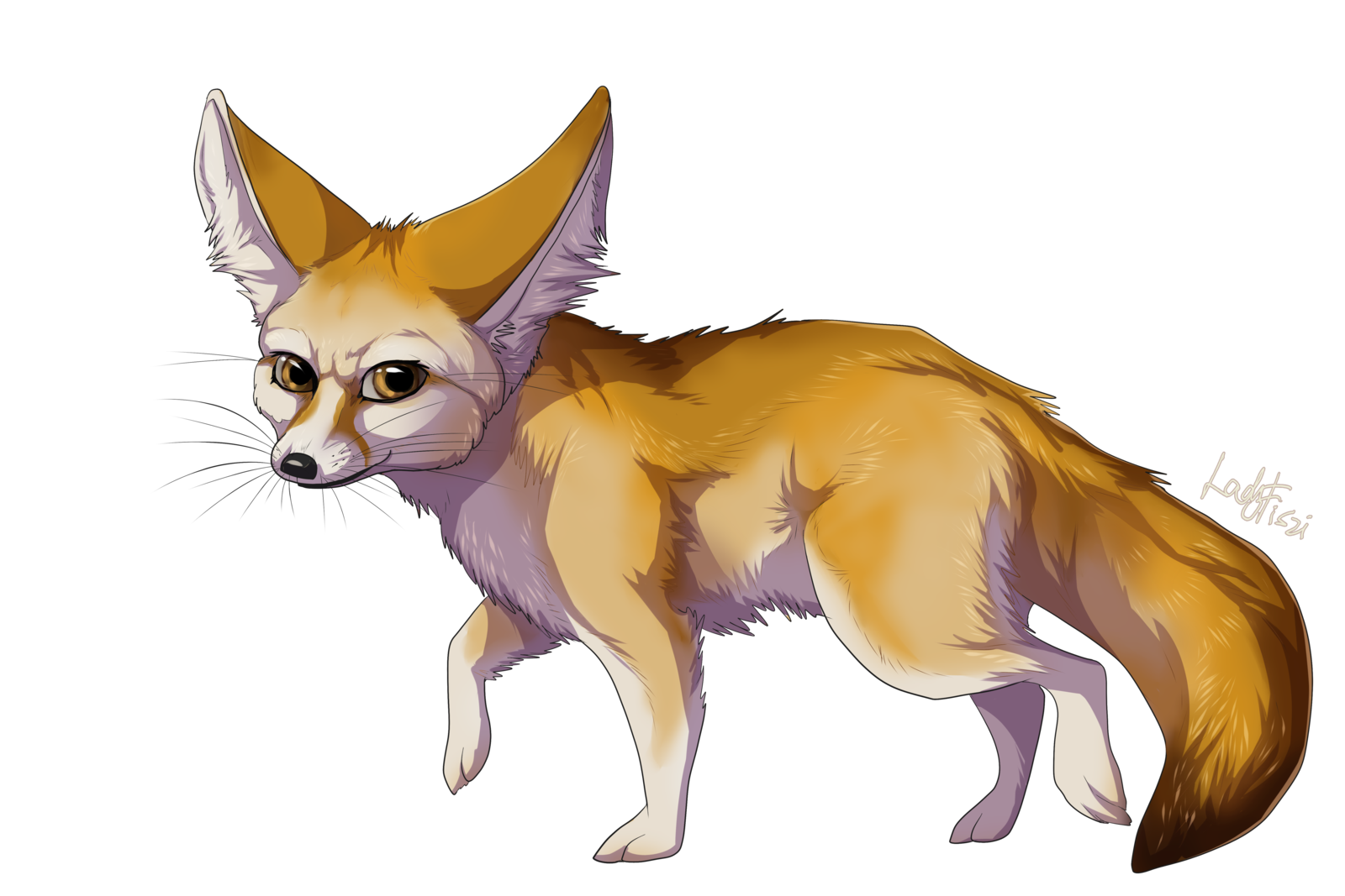Fennec Family Bedevil Adorable Fox PNG