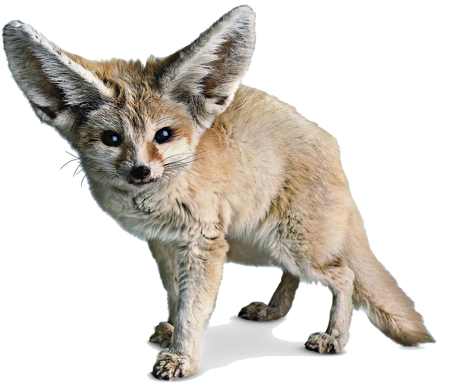 Dogs Cats Rabbit Dolphin Fat PNG