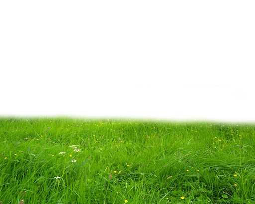 Green Summer Area Land Field PNG