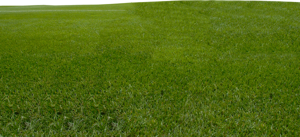 Environment Beautiful Funny Field Lawn PNG