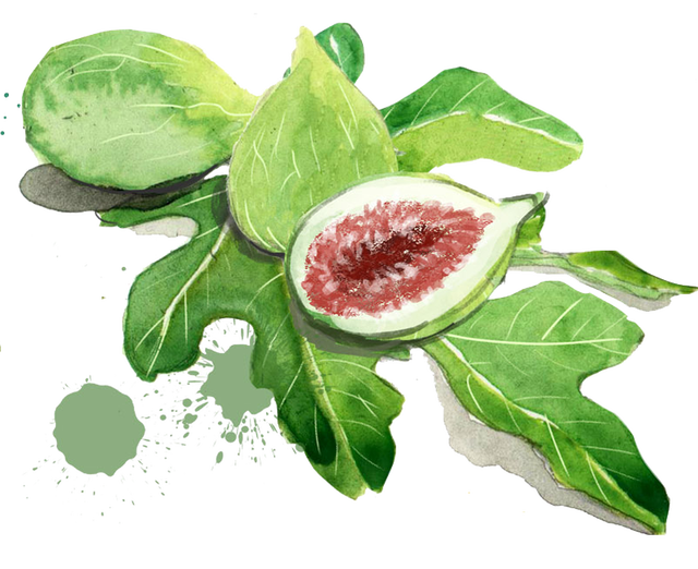 Cut Sketches Guava Grape Strawberry PNG