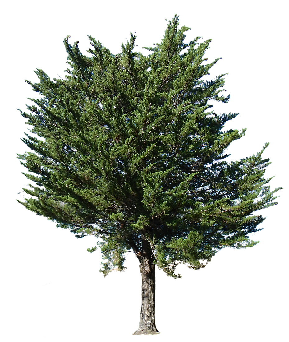 Fir-Tree Cool Eye Balsam Conifer PNG